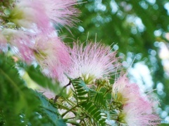 ネムの木の花