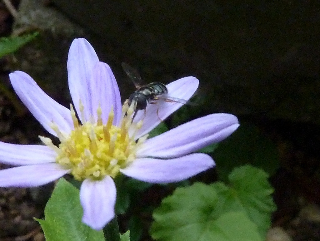 花アブ