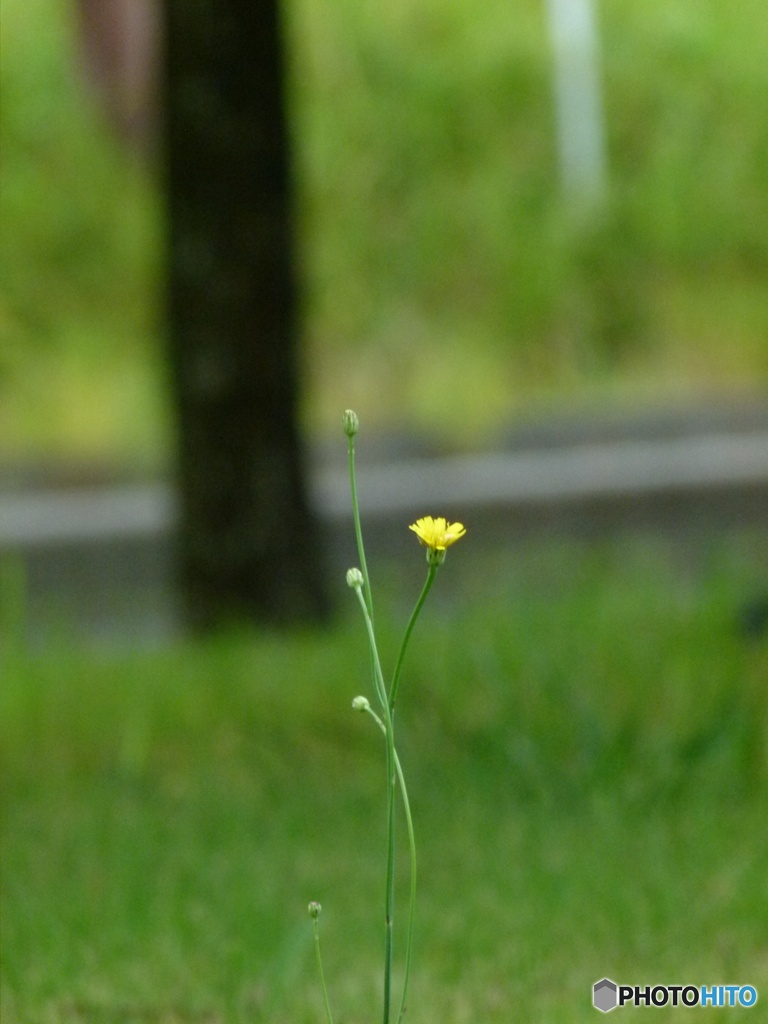 一輪の花