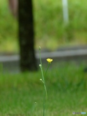 一輪の花