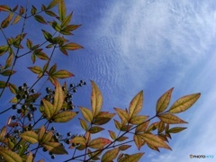 秋の空