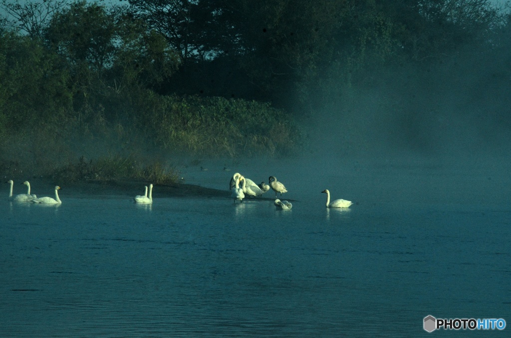朝霧と白鳥