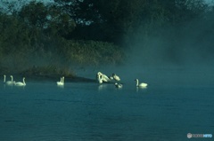 朝霧と白鳥