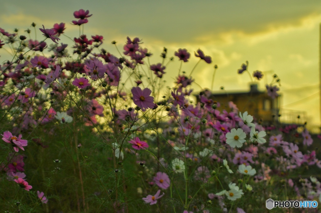 夕焼けのコスモス