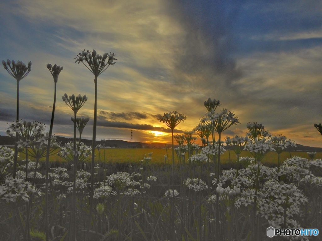 夕陽とニラの花
