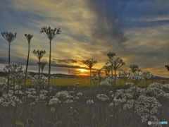夕陽とニラの花