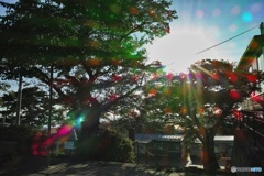 光の花