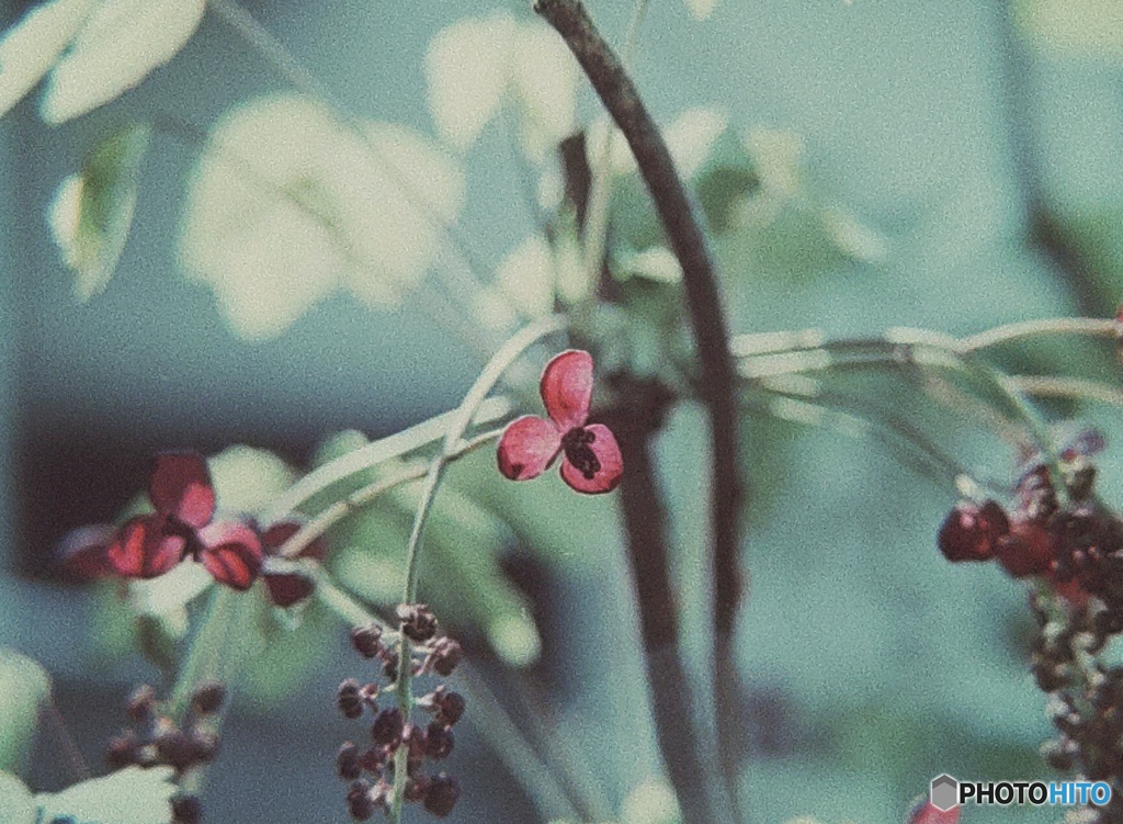 アケビの花