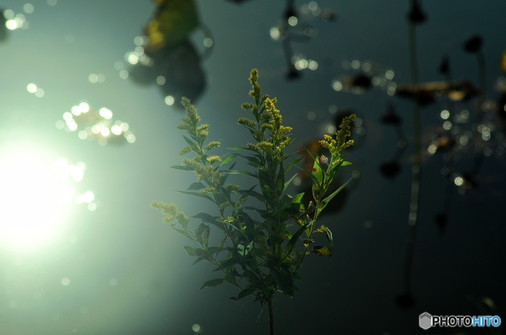 スポットライト