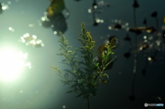 スポットライト