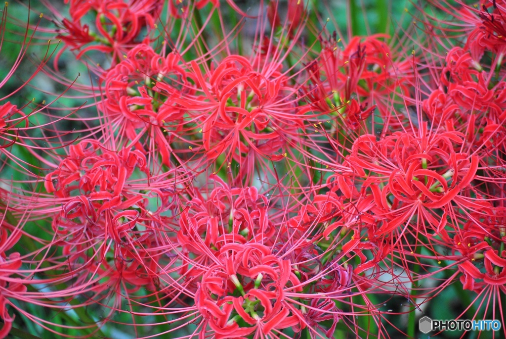 彼岸花