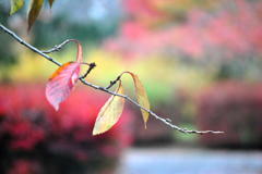 桜の紅葉