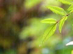 雨