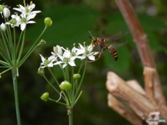 蜂とニラの花