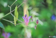 ホトトギスの花