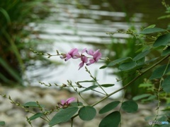 ハギの花