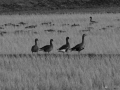 アゼミチロード