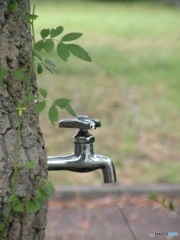 水道とツタ