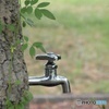 水道とツタ