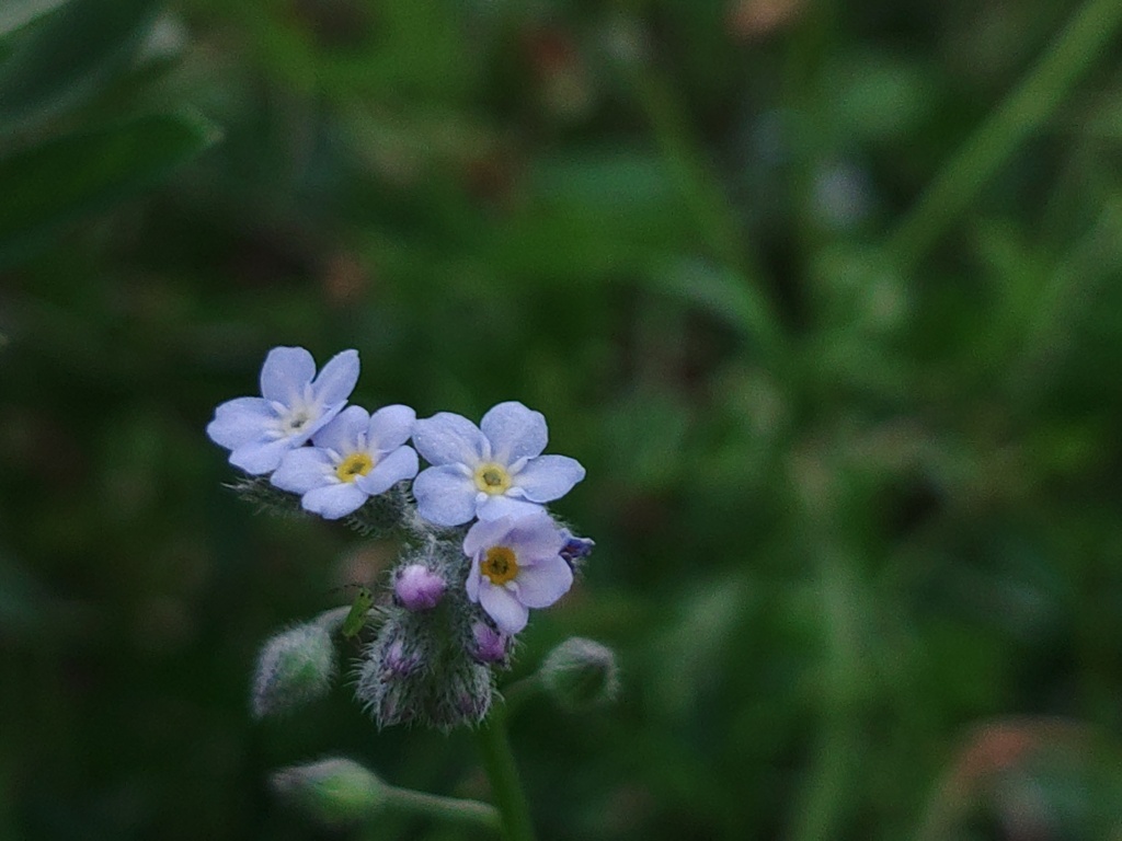 空き地で咲いていたお花