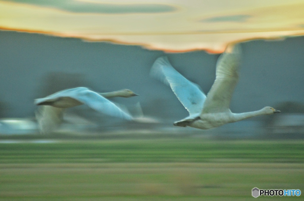 塒へ飛び立つ白鳥