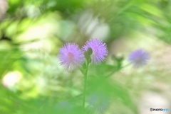 オジギソウの花