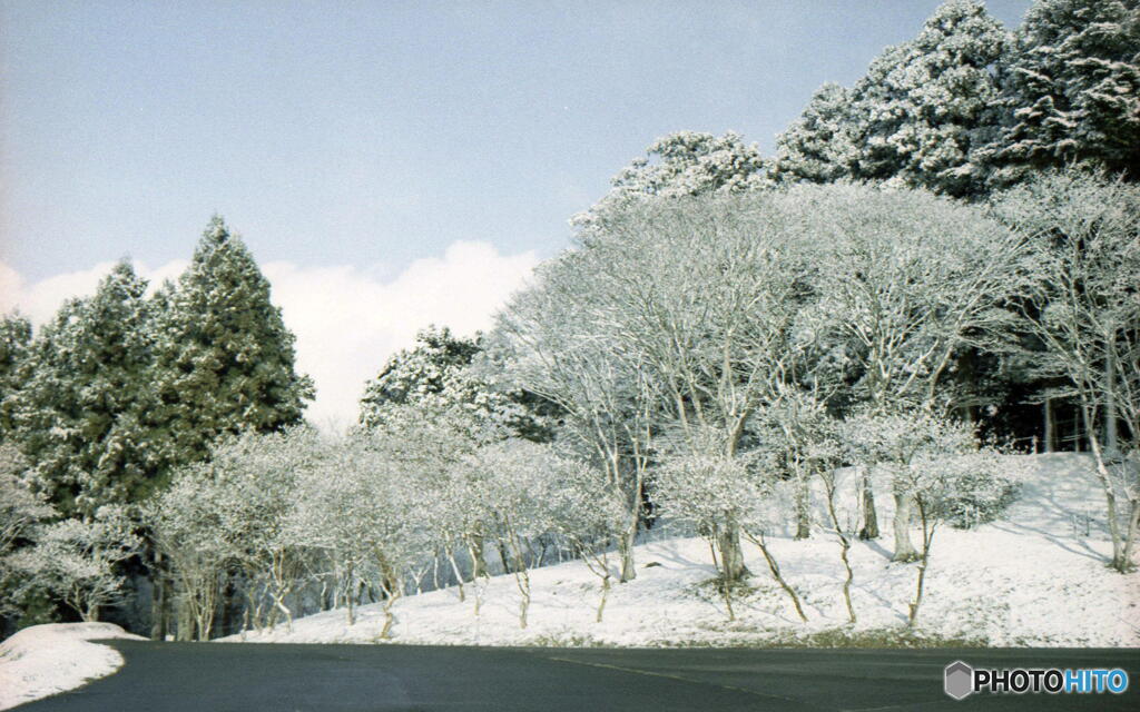 雪の花