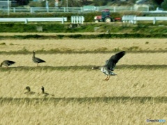 ガンが仲間の所に