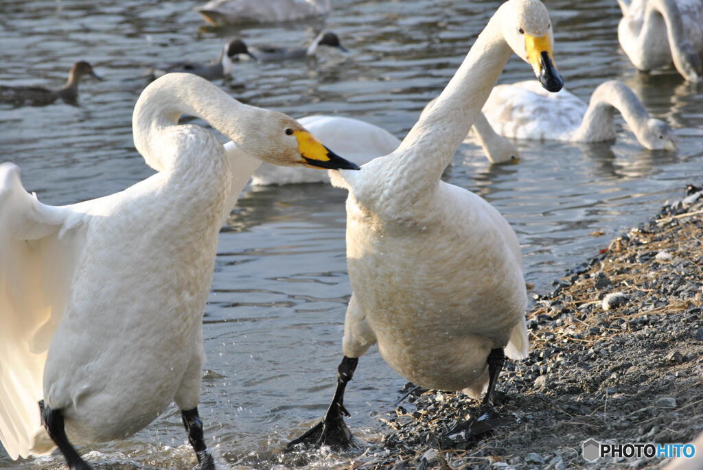 のぞき込んで・・