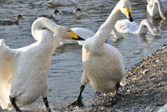 のぞき込んで・・