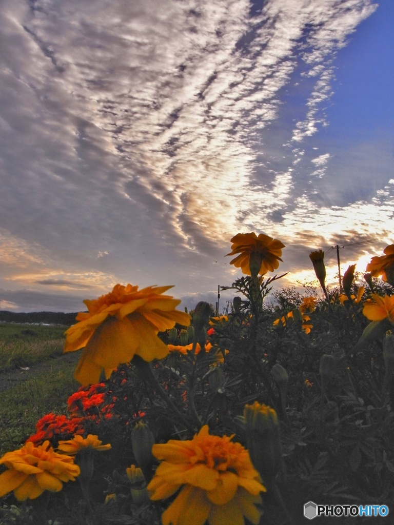 夕陽とお花
