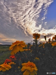 夕陽とお花