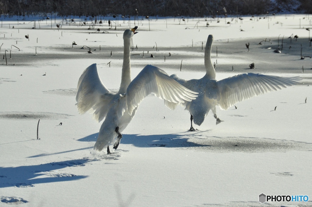 コミュニケーション