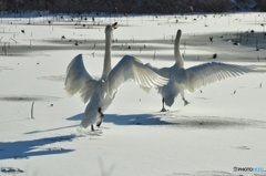 コミュニケーション