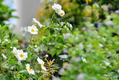 シュウメイギク