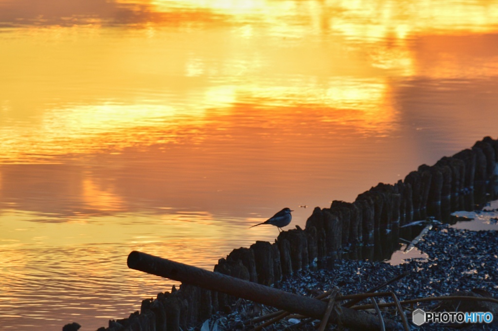 夕焼けとセキレイ