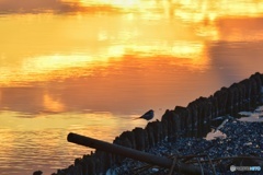 夕焼けとセキレイ