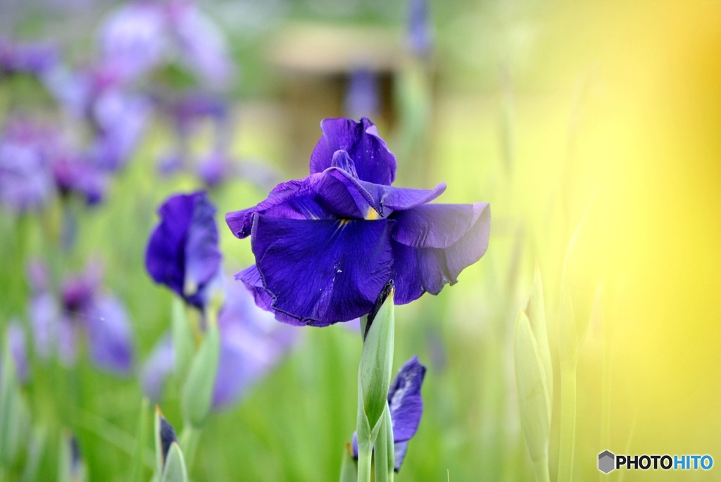 花菖蒲