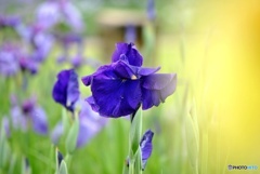花菖蒲