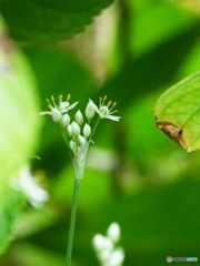 ニラの花