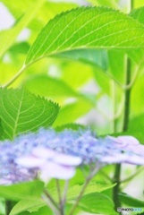 花より葉っぱ
