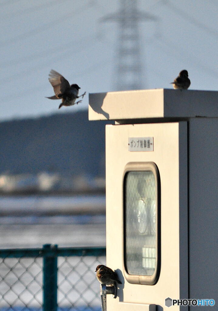 スズメ