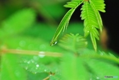 雨に濡れても