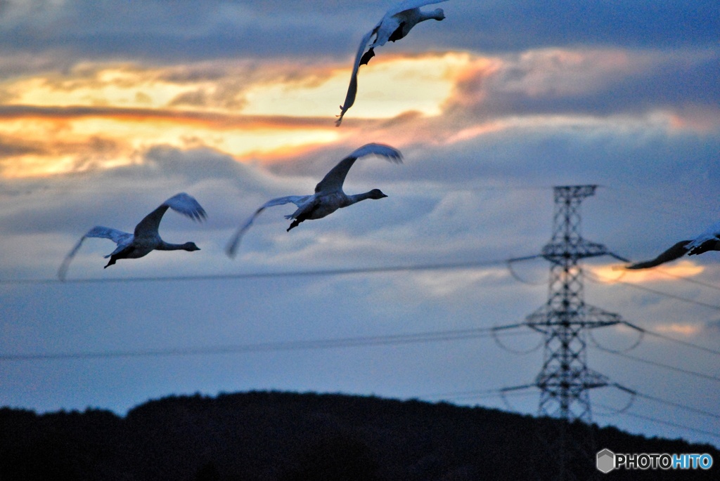 塒へ帰る白鳥