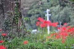 彼岸花