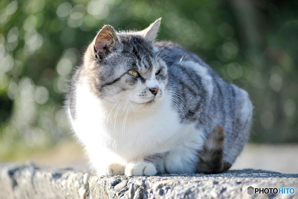 ノラ