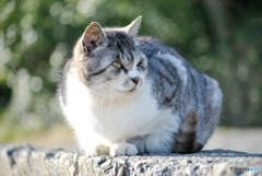 ノラ