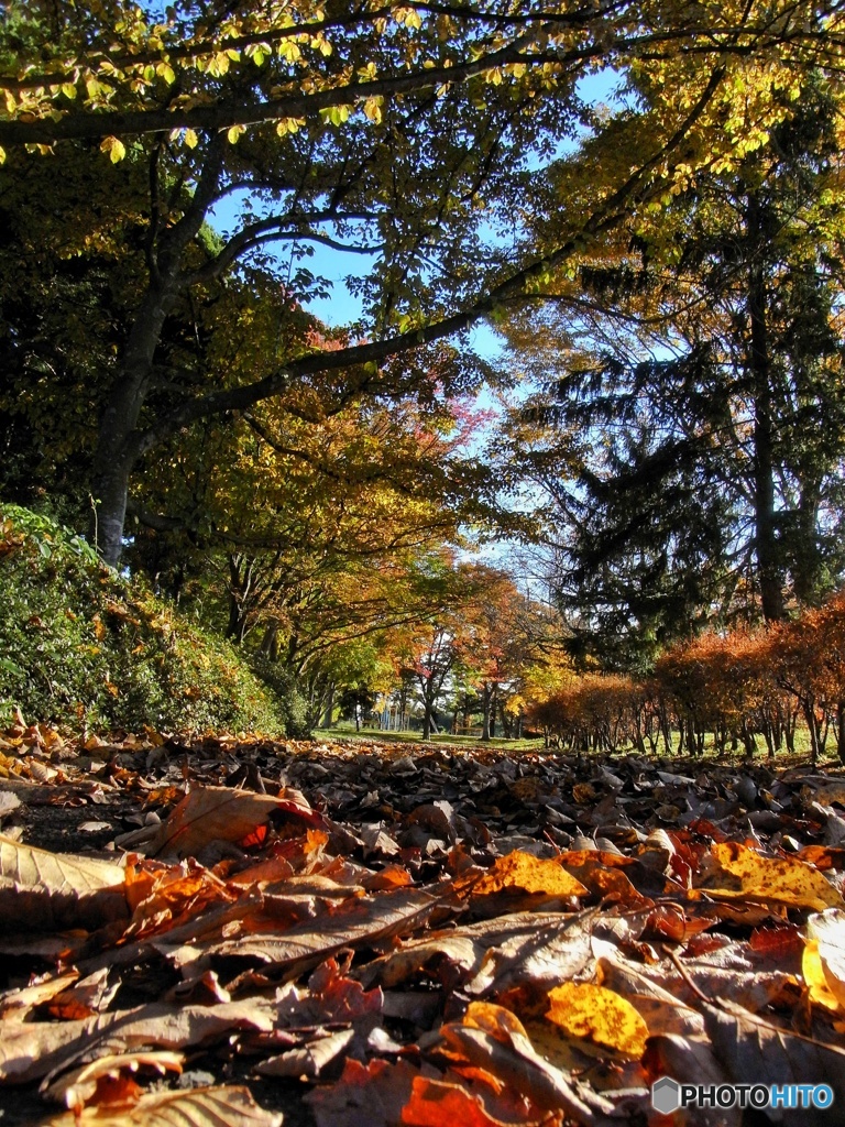 遊歩道の落ち葉