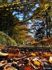 遊歩道の落ち葉