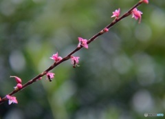 お花と蟻